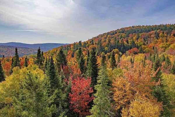 forêt en automne au québec