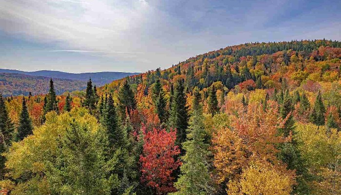 forêt en automne au québec