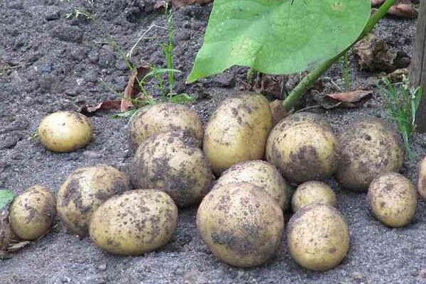 pommes de terre au jardin