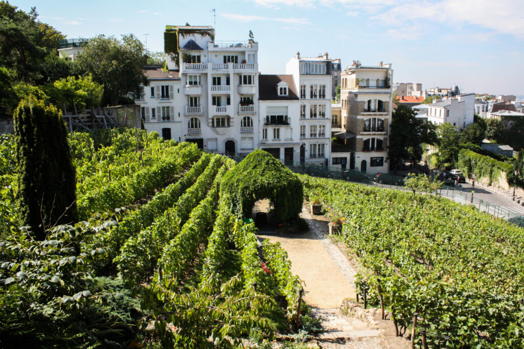vigne de montmartre